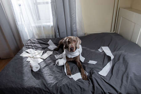 Funny pointer dog with guilty look after playing and making mess with toilet paper lying on bedの写真素材