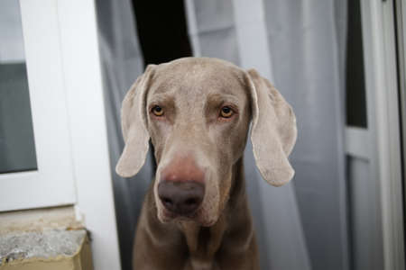 View through curtains of grey adult pointer dog sitting in balcony and looking at camera