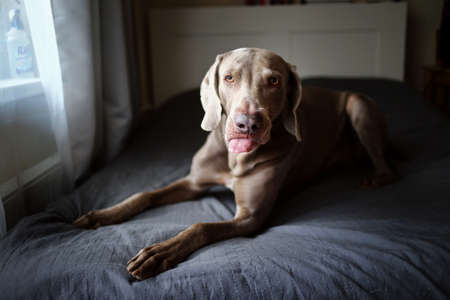 Portrait of funny weimaraner dog shows teasing tongue and lying on bed covered with grey blanket in bedroomの写真素材