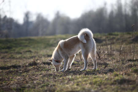 Cute happy mixed breed dog walking at field. Blured grass and trees on backgroundの写真素材