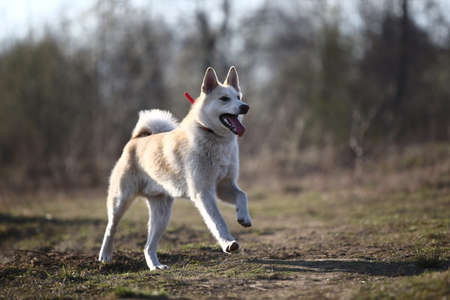 Cute happy mixed breed dog walking at field. Blured grass and trees on background