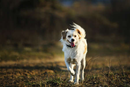 Cute happy mixed breed dog walking at field. Blured grass and trees on background