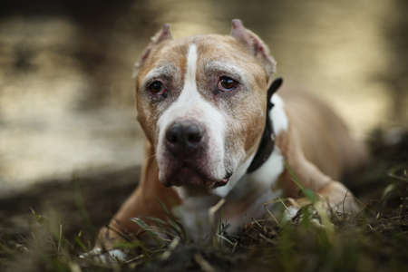 Cute American Staffordshire Terrier looking away while resting near calm river on blurred background...