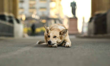 Sad small brown Shepherd dog looking away and thinking while lying on road.の写真素材