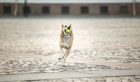 Happy little brown Shepherd dog with tennis ball in mouth running along old buildings in Saint Petersburg.の写真素材