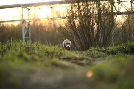 Golden Staffordshire Terrier dog walking on path of empty countryside road and looking at camera on blurred backgroundの写真素材