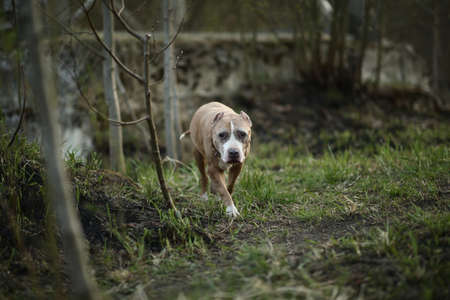 Golden Staffordshire Terrier dog walking on path of empty countryside road and looking at camera on blurred backgroundの写真素材