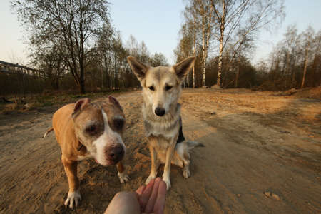 Golden Staffordshire Terrier dog walking on path of empty countryside road and looking at camera on...