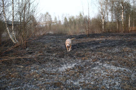 Golden Staffordshire Terrier dog walking on path of empty countryside road and looking at camera on blurred backgroundの写真素材