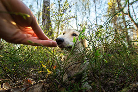 Friendly shepherd dog lying on ground amid green grass while sniffing crop hand in natureの写真素材