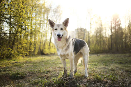 Side view of curious shepherd dog standing on meadow in sunny woods and looking at camera