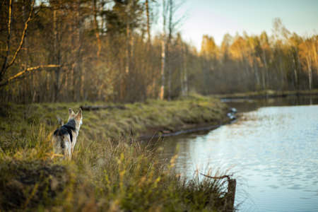 Back view of curious shepherd dog standing on meadow in sunny woods and looking away