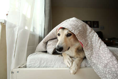 Peaceful shepherd dog having rest on bed under blanket and looking at cameraの写真素材