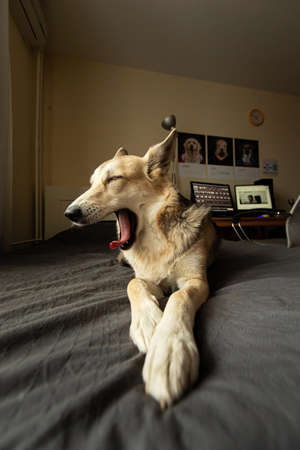 Tired dog with beige fur having rest on bed while yawning and looking away at home
