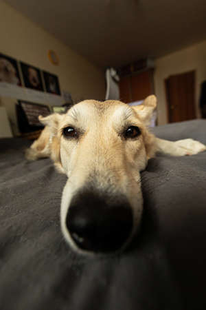Closeup of neb of funny dog with beige wool relaxing on bed and looking at camera at homeの写真素材