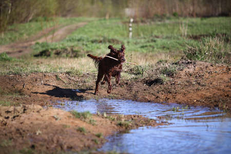 Wet dirty Irish Setter dog running fast and jumping on muddy puddle with water splashes on green field on spring dayの写真素材