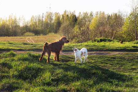 Dogs of various breeds greeting each other by sniffing while standing in back lit on green field on spring dayの写真素材