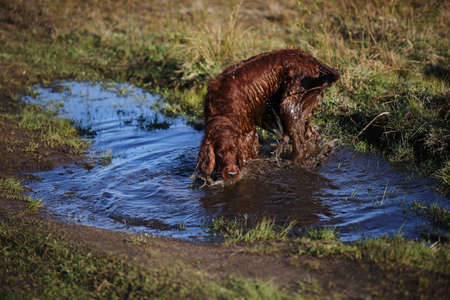 Wet dirty Irish Setter dog standing on muddy puddle and drinking water on green field on spring day