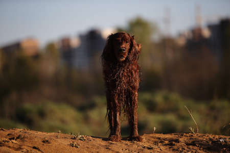 Wet muddy Irish Red Setter dog with open mouth standing on field during hunting or training on...