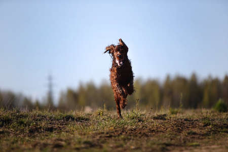 Active Irish Red Setter dog running fast on spring field while hunting and searching for birdの写真素材