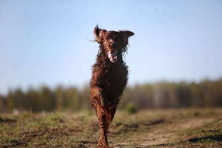 Active Irish Red Setter dog running fast on spring field while hunting and searching for bird