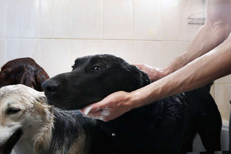 Crop caring man embracing three adult black and brown Shepherd and red Irish Setter dogs while...