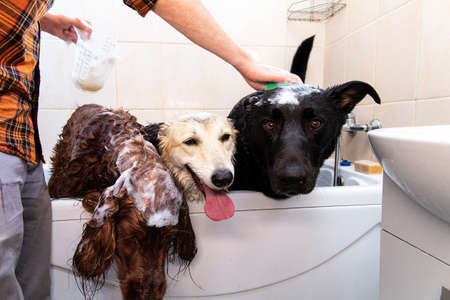 Crop caring man embracing three adult black and brown Shepherd and red Irish Setter dogs while carrying out hygiene procedures in bathroom after walk at homeの写真素材
