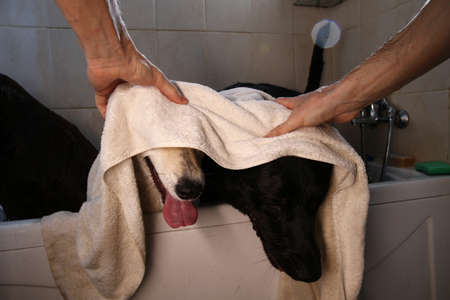 Crop caring man watering calm obedient adult black and brown Shepherd dogs with mouths open and sticking out tongues hiding under towel while waiting finish of hygiene procedure in bathtub after walkの写真素材