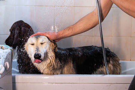 Crop caring man watering calm obedient black and gray shepherd dog with shower while washing after walk in bathroom at homeの写真素材