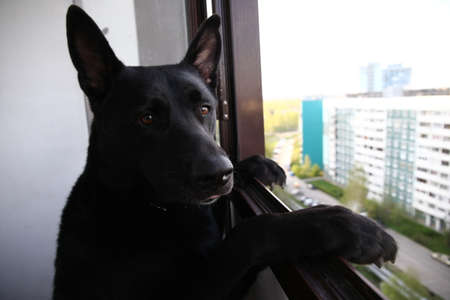 Thoughtful calm adult Black German Shepherd dog looking at camera with interest while standing like human on hind legs leaning on window frame on balcony of modern high rise building against blurred streetの写真素材