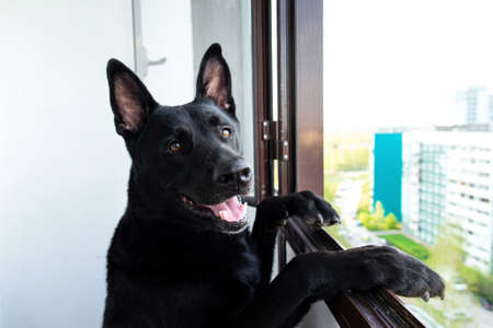 Thoughtful calm adult Black German Shepherd dog looking away with interest while standing like human on hind legs leaning on window frame on balcony of modern high rise building against blurred streetの写真素材