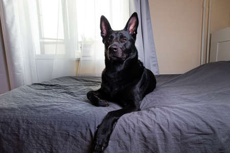 Calm big black dog having rest on bed in sunny morning at home looking curiously at cameraの写真素材