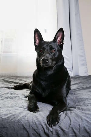 Calm big black dog having rest on bed in sunny morning at home looking curiously at cameraの写真素材