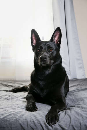 Calm big black dog having rest on bed in sunny morning at home looking curiously at cameraの写真素材