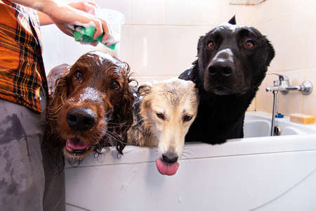 Crop caring man embracing three adult black and brown Shepherd and red Irish Setter dogs while carrying out hygiene procedures in bathroom after walk at homeの写真素材