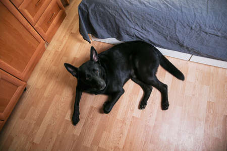 From above of tranquil black dog having rest on floor near bed and looking at camera at homeの写真素材