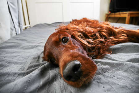 From below of golden Irish setter dog having relax on bed and looking at camera at homeの写真素材