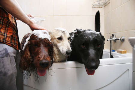 Crop caring man embracing three adult black and brown Shepherd and red Irish Setter dogs while carrying out hygiene procedures in bathroom after walk at homeの写真素材