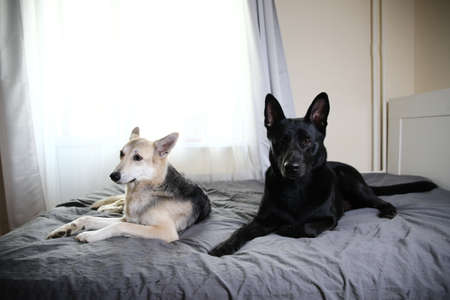 Big black dog and multicolored shepherd dog resting on bed and looking at camera at homeの写真素材