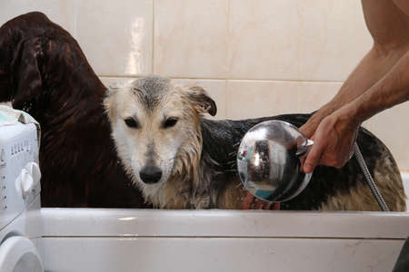 Crop caring man watering calm obedient black and gray shepherd dog with shower while washing after walk in bathroom at homeの写真素材