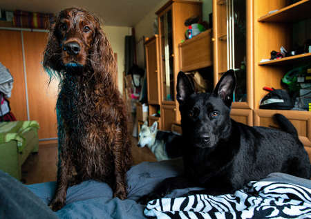 Calm adult black and brown Shepherd and red Irish Setter dogs looking at camera with curiosity while...