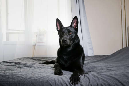 Calm big black dog having rest on bed in sunny morning at home looking curiously at cameraの写真素材