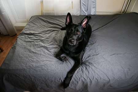 From above Calm big black dog having rest on bed in sunny morning at home looking curiously at cameraの写真素材