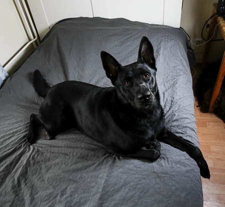 From above Calm big black dog having rest on bed in sunny morning at home looking curiously at cameraの写真素材