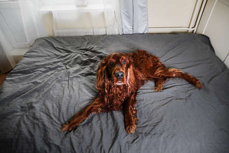 From above of golden Irish setter dog having relax on bed and looking at camera at homeの写真素材