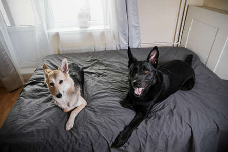 Big black dog and multicolored shepherd dog resting on bed and looking at camera at homeの写真素材