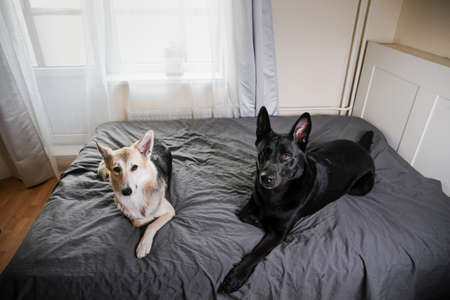 Big black dog and multicolored shepherd dog resting on bed and looking at camera at homeの写真素材