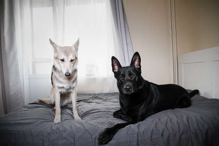 Big black dog and multicolored shepherd dog resting on bed and looking at camera at homeの写真素材
