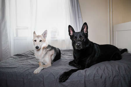 Big black dog and multicolored shepherd dog resting on bed and looking at camera at home