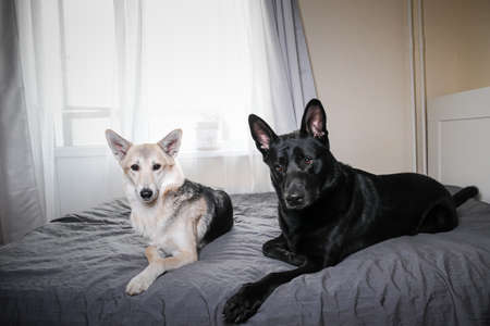 Big black dog and multicolored shepherd dog resting on bed and looking at camera at homeの写真素材